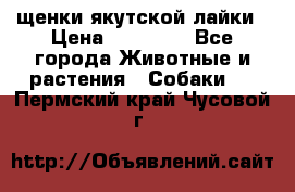 щенки якутской лайки › Цена ­ 15 000 - Все города Животные и растения » Собаки   . Пермский край,Чусовой г.